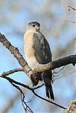 Cooper's Hawk